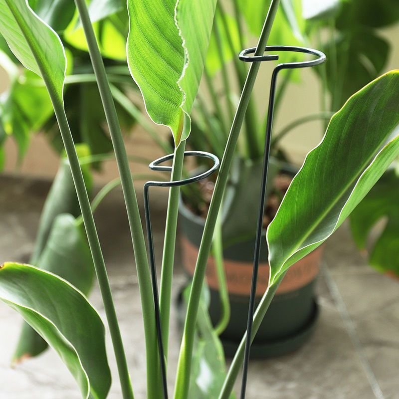 1/10 個ガーデンサポートステークリング金属単一茎植物低木 - Gardening Tools Holder のレビューと価格