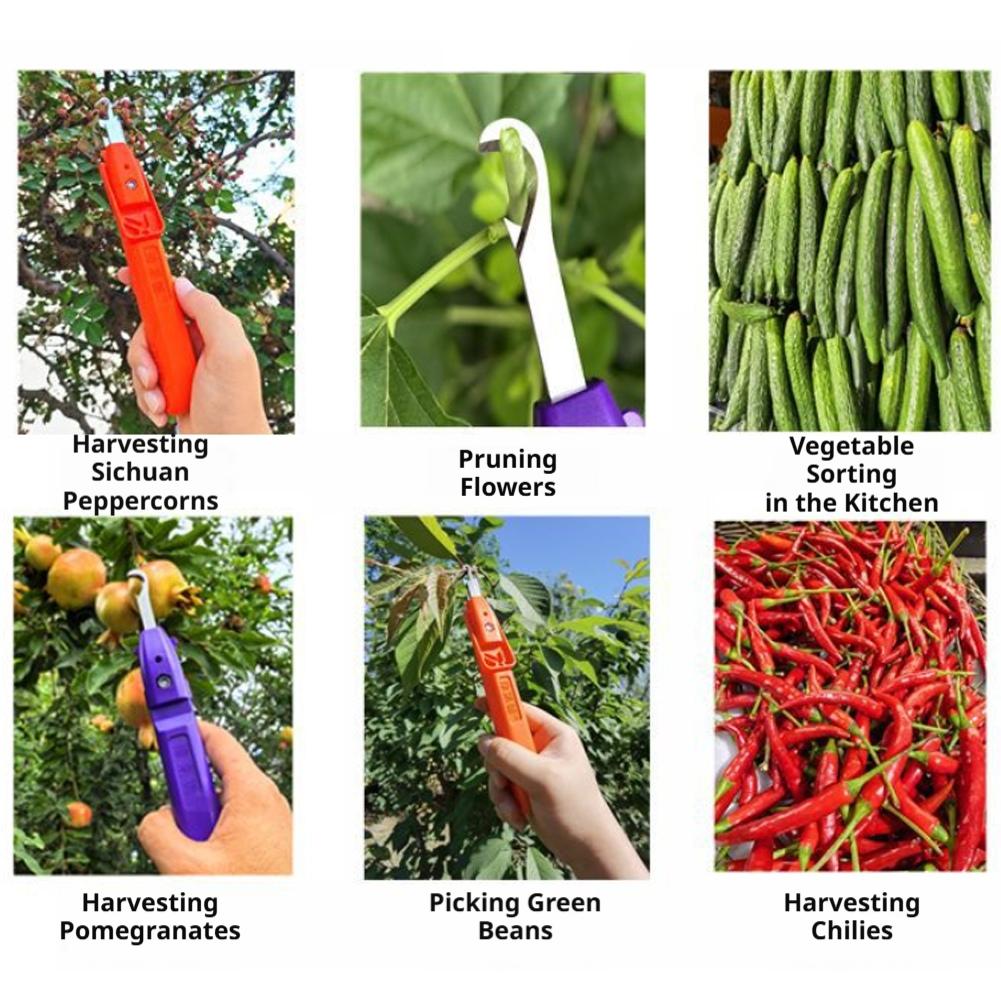 園芸用剪定鋏 農業用具 ぶどう摘み用ハサミ 果物 花 胡椒摘 - Gardening Tools Scissors のレビューと価格